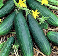 Spacemaster 80 Cucumber Seeds - 60+ Non-GMO Seeds for Home Garden - Cucumis sativus