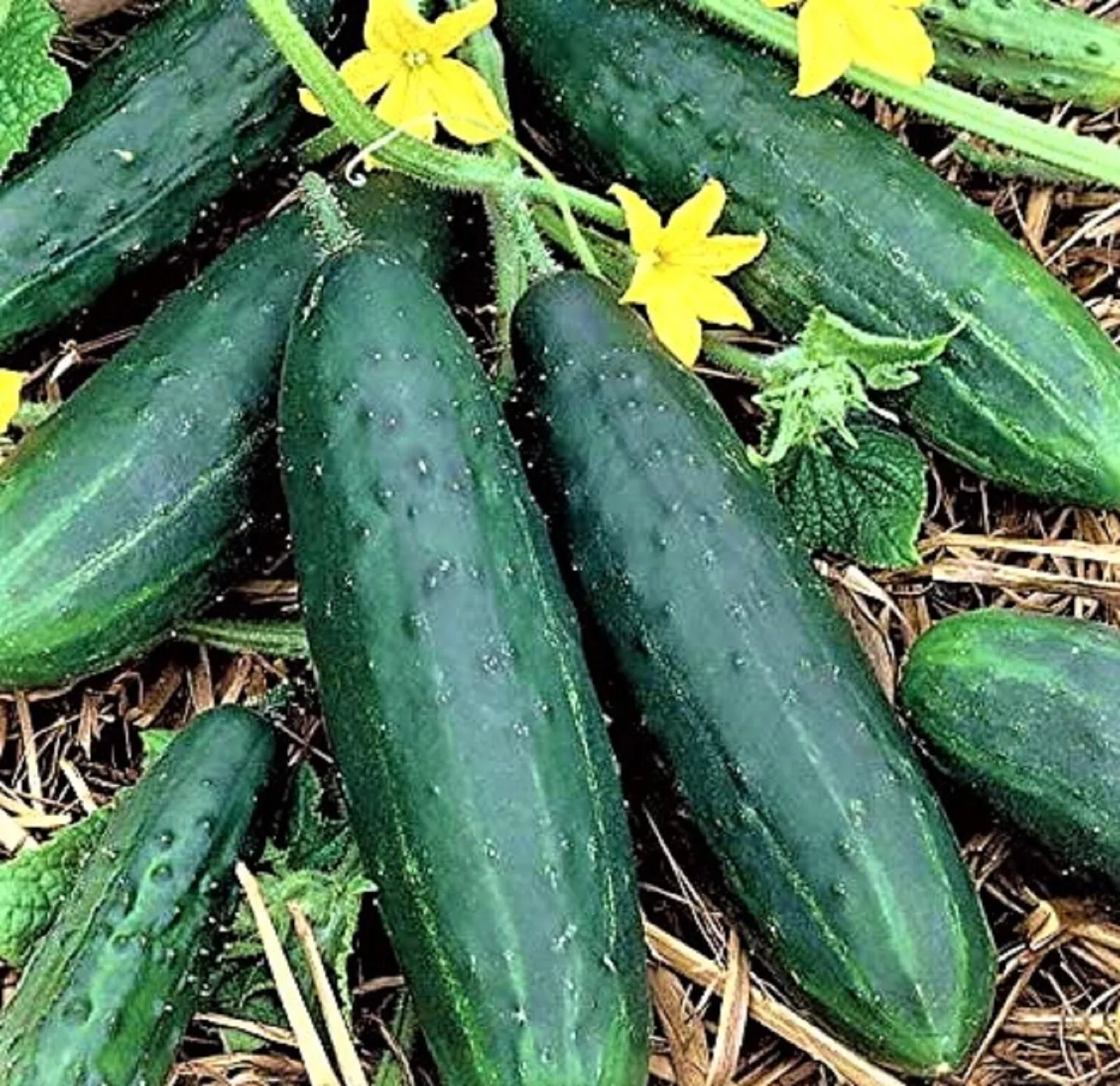Spacemaster 80 Cucumber Seeds - 60+ Non-GMO Seeds for Home Garden - Cucumis sativus