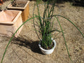Sansevieria Lancia Cuttings - Rare Indoor Plant Variety - Snake Plant Trimmings - Perfect for Propagation