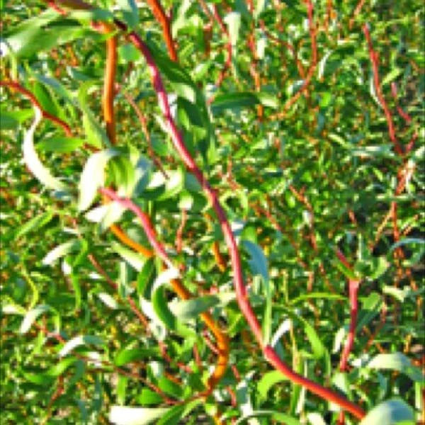 Scarlet Curls Willow Live Plant 12+ Inches Salix Matsudana x S. Alba Ornamental Curly Branches Golden Bark