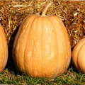 Dickinson Pumpkin Seeds | Kentucky Field Tan Squash Vegetable Seeds | Cucurbita pepo | 2025 Harvest