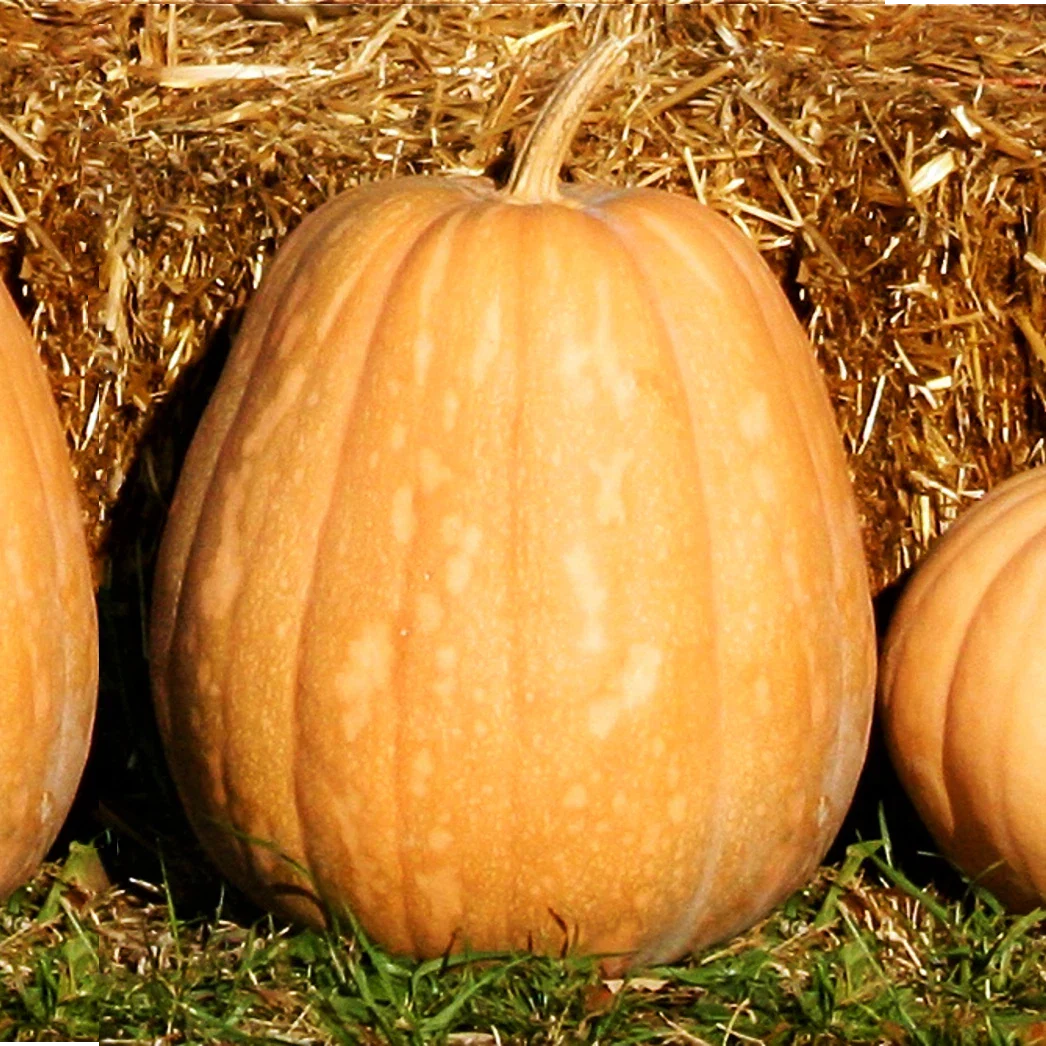 Dickinson Pumpkin Seeds | Kentucky Field Tan Squash Vegetable Seeds | Cucurbita pepo | 2025 Harvest