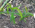Live Thornless Honey Locust Tree - Well Rooted Native Plant - Gleditsia Triacanthos
