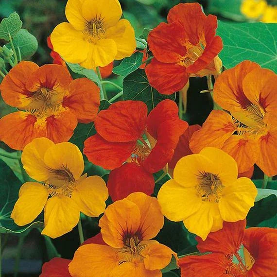 Nasturtium Seeds - 27 Seeds - Tom Thumb Mix Edible Flower - Tropaeolum majus - Dwarf Variety