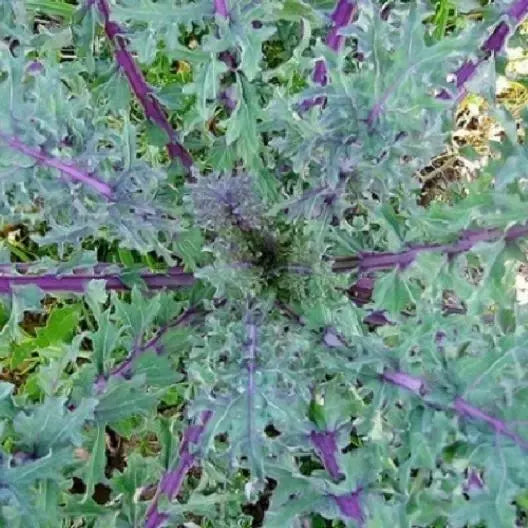 Red Kale Microgreen Sprouting Seeds 4 Ounces - Brassica oleracea var. sabellica
