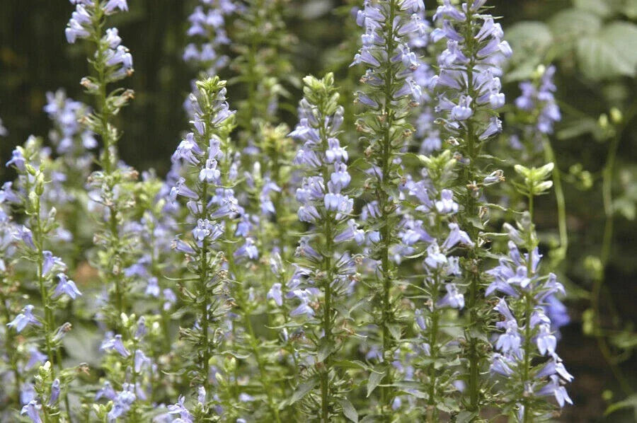 Great Blue Lobelia Seeds - 300+ Count - Native Wildflower for Poor Soils & Shade Garden - Lobelia siphilitica