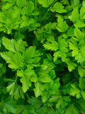 Giant of Italy Parsley Seeds 500+ Non-GMO, Petroselinum crispum, Culinary Herb for Gardening