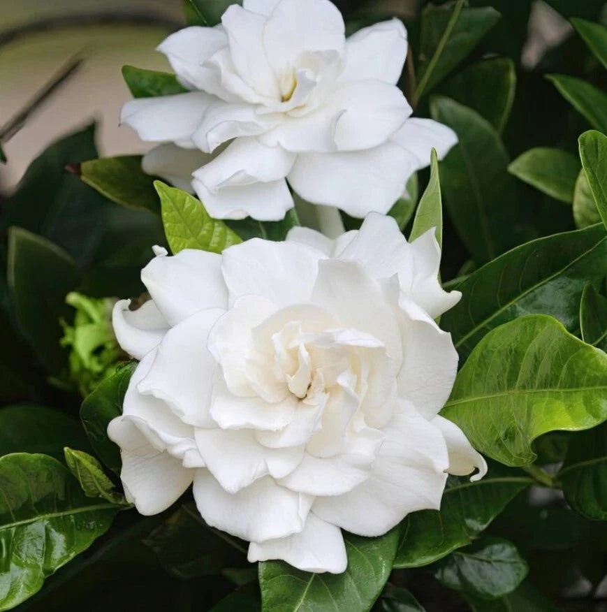 Gardenia Jasmine Live Plant 6-8" Aimee Yoshioka Fragrant Blooms Gardenia jasminoides No Pot