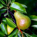 European Pear Tree Seeds - Pyrus Communis - Fast Growing Hardy Fruit for Garden