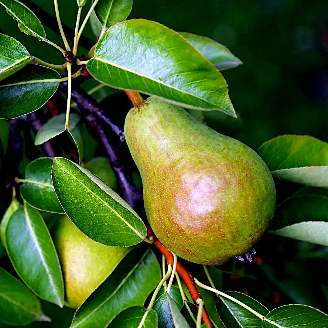 European Pear Tree Seeds - Pyrus Communis - Fast Growing Hardy Fruit for Garden