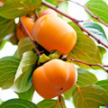 Japanese Persimmon Seeds - 5 Pack - Diospyros kaki - Edible Fruit Tree - Perfect for Home Gardens - FREE SHIPPING USA