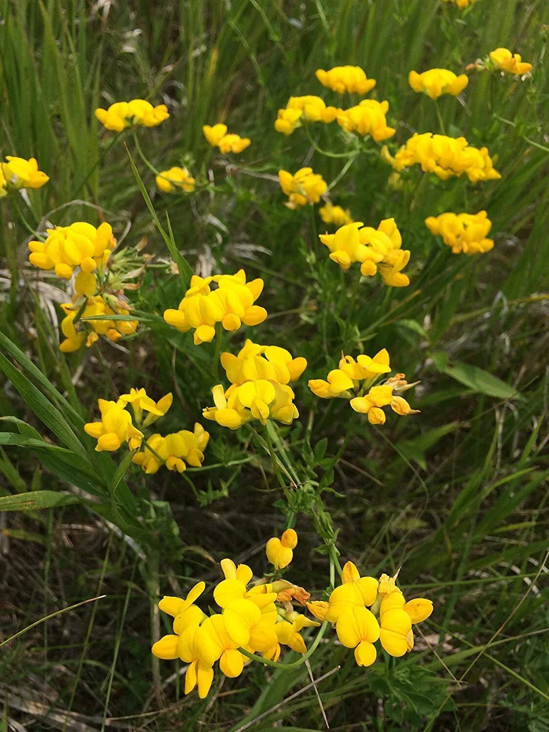 Birds Foot Seeds 500 Count - Lotus Corniculatus | Exotic, Fast Growing | Ships from USA