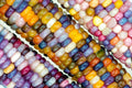 Glass Gem Indian Corn Seeds - 100 Count - Heirloom Variety for Planting - Zea mays 'Glass Gem'