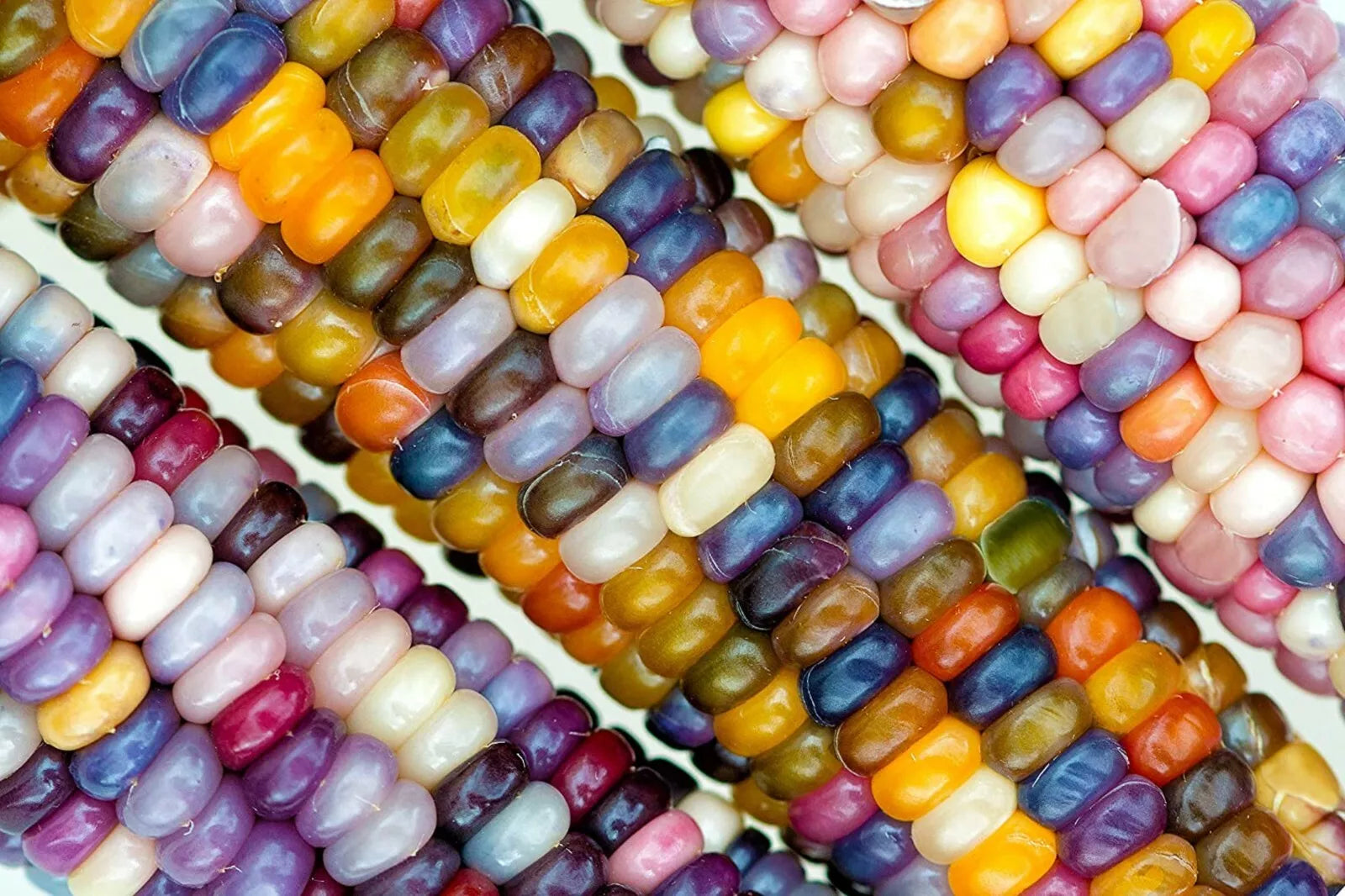Glass Gem Indian Corn Seeds - 100 Count - Heirloom Variety for Planting - Zea mays 'Glass Gem'