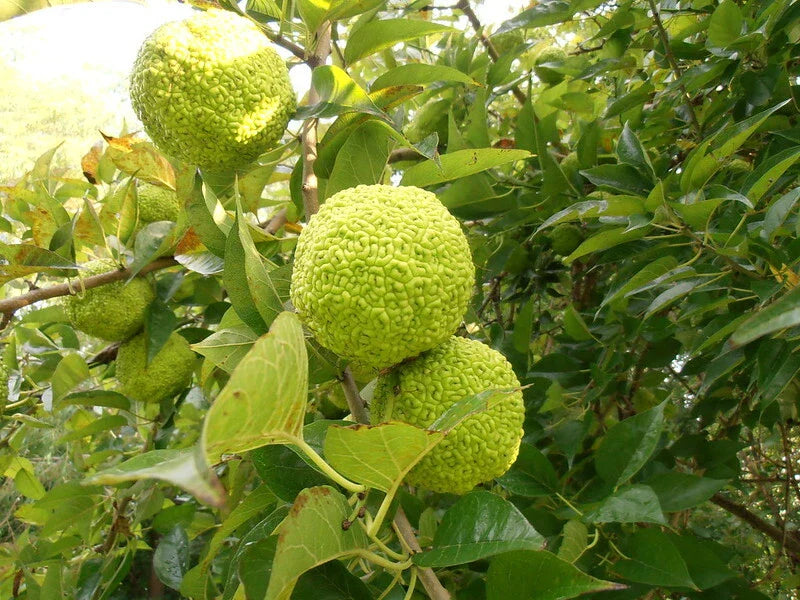 Osage Orange Tree Seeds - 50 Fresh Bois D'Arc Seeds - Maclura pomifera - Heirloom Variety from Bois D Arc, MO