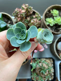 Greenovia Mix Cuttings - Rare Succulents for Propagation - Ideal for Indoor Gardens - Perfect for Collectors