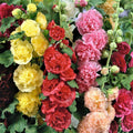 Hollyhock Seeds - Chater's Double Mix - Non-GMO - 200 Seeds - Alcea rosea