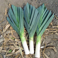 American Flag Leek Seeds - 40,000 Non-GMO Heirloom Cold Hardy Sweet Variety (Allium ampeloprasum)