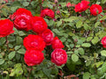 True Passion Rose Cuttings - 4 Blooming Fiery Cuttings - Rosa 'True Passion'