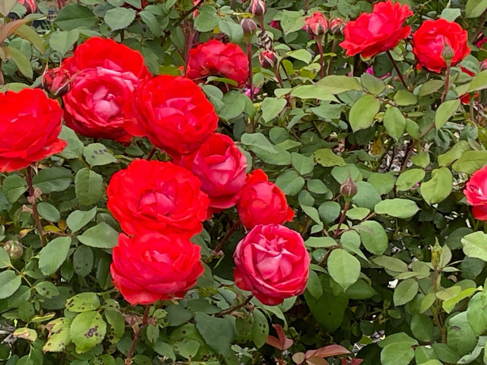 True Passion Rose Cuttings - 4 Blooming Fiery Cuttings - Rosa 'True Passion'