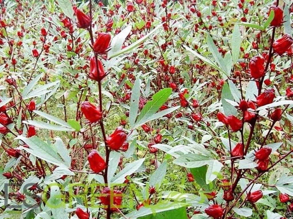 Jamaican Sorrel Seeds, 10 Seeds, Florida Cranberry, Indian Roselle, Hibiscus sabdariffa