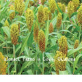 Wild Game Sorghum Seeds, 150+ Premium Milo Seeds for Planting, Food Plot Crop - Sorghum bicolor
