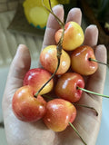 Skylar Rae Cherry Seeds - 5 Organic Non-GMO Seeds for Growing Your Own Fruit Garden - Prunus avium