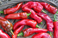 Melrose Sweet Pepper Seeds - 25+ Count for Garden Planting - Capsicum annuum - USA