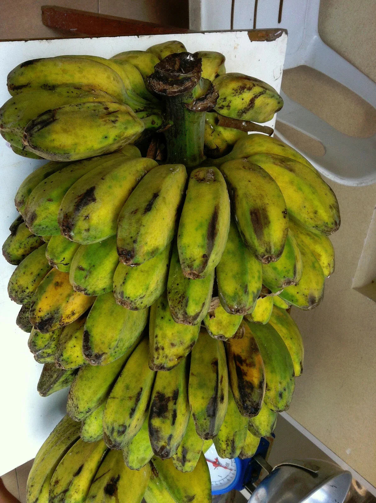 Plantain Banana Fruit Tree - Shade Quick Variety - Saba (Musa acuminata) - Ideal for Tropical Gardens