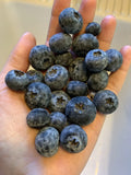 Blueberry Seeds (100 Pack) Organic Homegrown Edible Fruit Bush Garden Vine - Vaccinium corymbosum