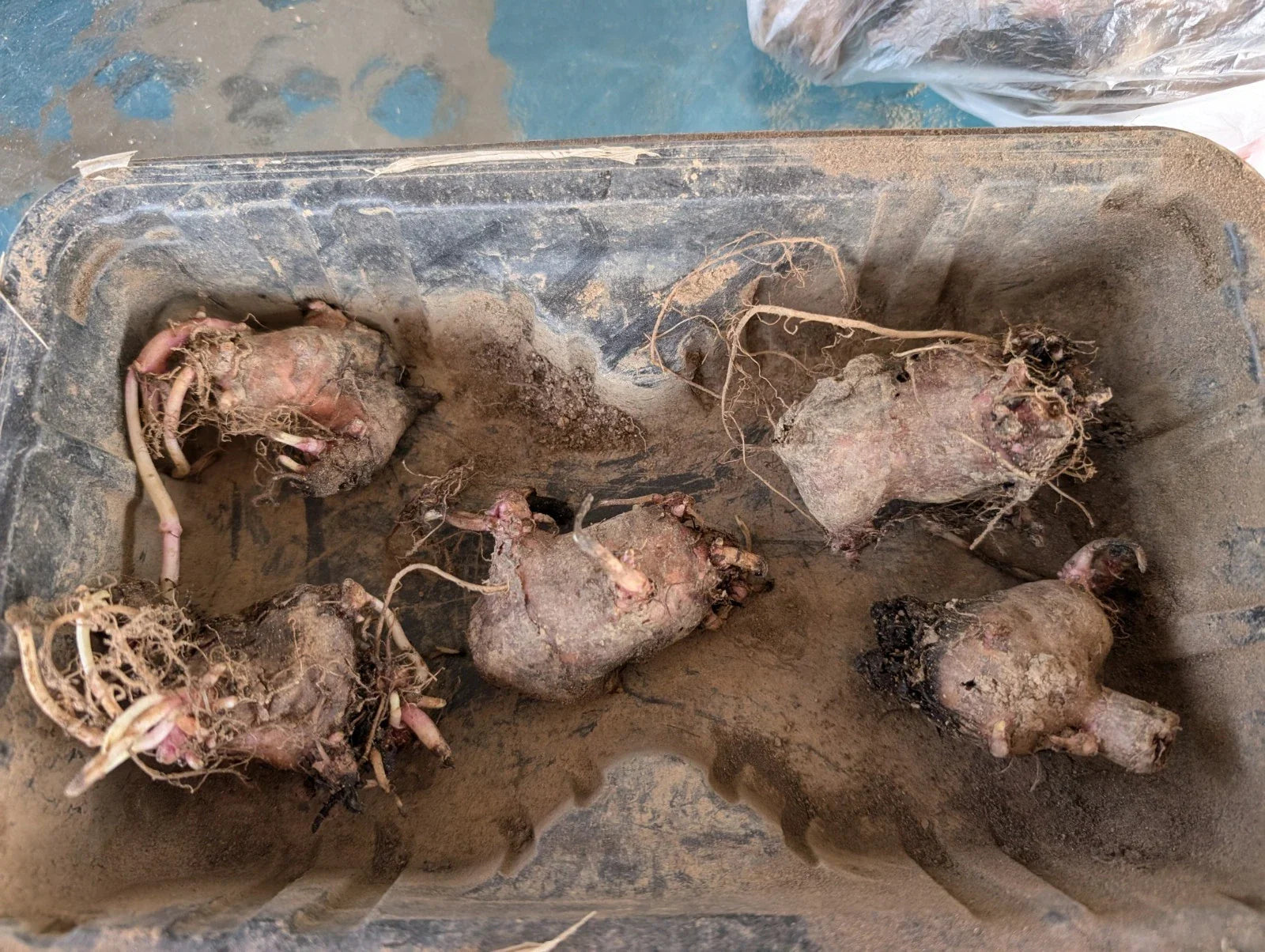 Large Red Organic Jerusalem Artichoke Tubers for Planting - Helianthus tuberosus