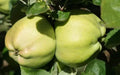Calville Blanc d'Hiver Apple Seeds - 25+ Pack - Heirloom Variety - Malus domestica - USA - Free Shipping