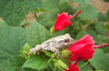 Red Turk's Caps Live Plant Cuttings - Sleeping Hibiscus Flower Bush Shrub - Hibiscus aculeatus