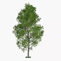 Hybrid Poplar Tree 3 Cuttings - Fast Growing Privacy & Shade Trees - Populus deltoides x Populus nigra