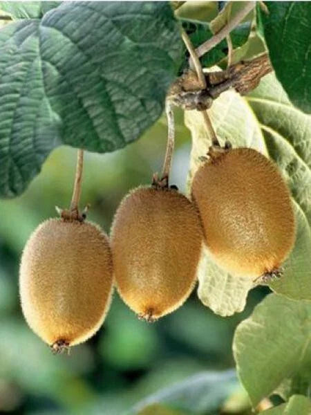Kiwi Fruit Seeds - 120 to 5000 Seeds - Chinese Gooseberry - Actinidia chinensis - Green Vine