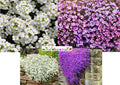 Rock Cress Mixed Colors Ground Cover Seeds - Aubrieta Perennial - Non-GMO - 1000 Seeds