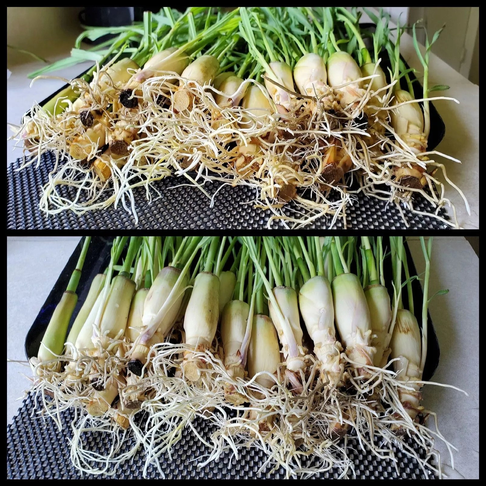 Lemongrass Stalks 5-8 Inches, Rooted, Easy to Grow, Ready to Plant - Cymbopogon citratus