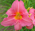 Daylily Plant - Rosa Bellini - Pink Reblooming - Hemerocallis