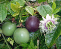 Purple Passion Fruit Seeds - 15+ Organic Passiflora Edulis Vine for Gardening and Planting