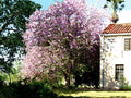 Hawaiian Orchid Tree Seeds - 10 Pack, Purple Flowers, Bauhinia purpurea, Free Shipping