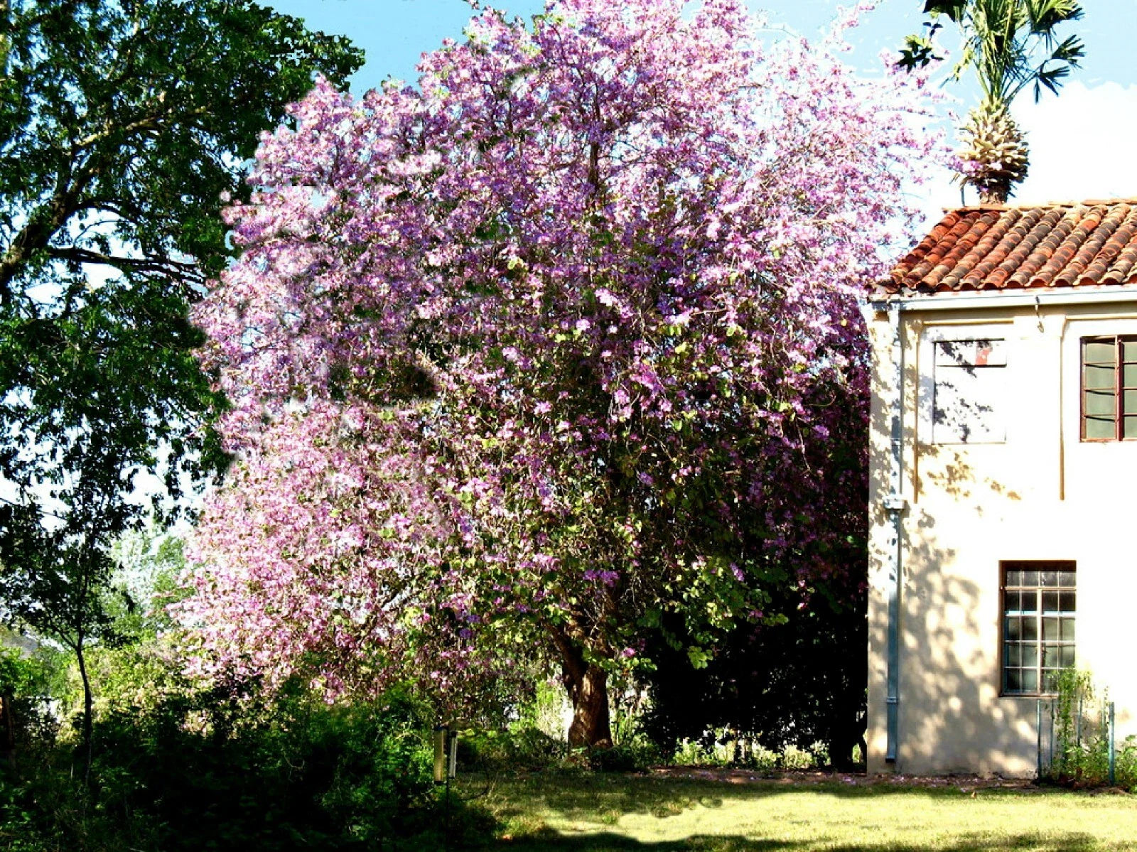 Hawaiian Orchid Tree Seeds - 10 Pack, Purple Flowers, Bauhinia purpurea, Free Shipping