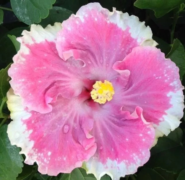 Perennial Flower Seeds - 20 White Light Pink Seeds - Blooming Flowers - Ideal for Gardens - Flower Seed Variety 489
