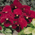 Snow Pansy Seeds - 50 Pack, Rose Blotch Variety, Flower Seeds (Snowpansy)
