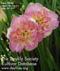 Live Daylily Plant - Lacy Doily - Pink Double Rebloomer - Hemerocallis