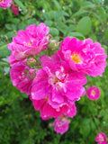 Seven Sisters Rose Bush Live Plant - Own-root Pink Cluster Flowers - Rosa multiflora
