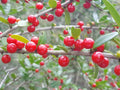 Yaupon Holly Seeds | 25 Organic Seeds | Florida Native | Natural Tea & Coffee Substitute | Ilex vomitoria