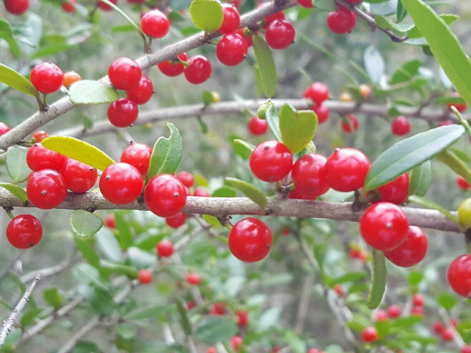 Yaupon Holly Seeds | 25 Organic Seeds | Florida Native | Natural Tea & Coffee Substitute | Ilex vomitoria