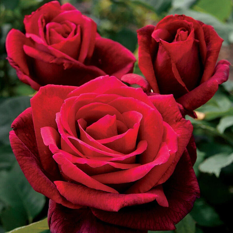 Double Red Rose Seeds - 10 Perennial Flower Seeds for Bush - Rosa spp. - US Seller