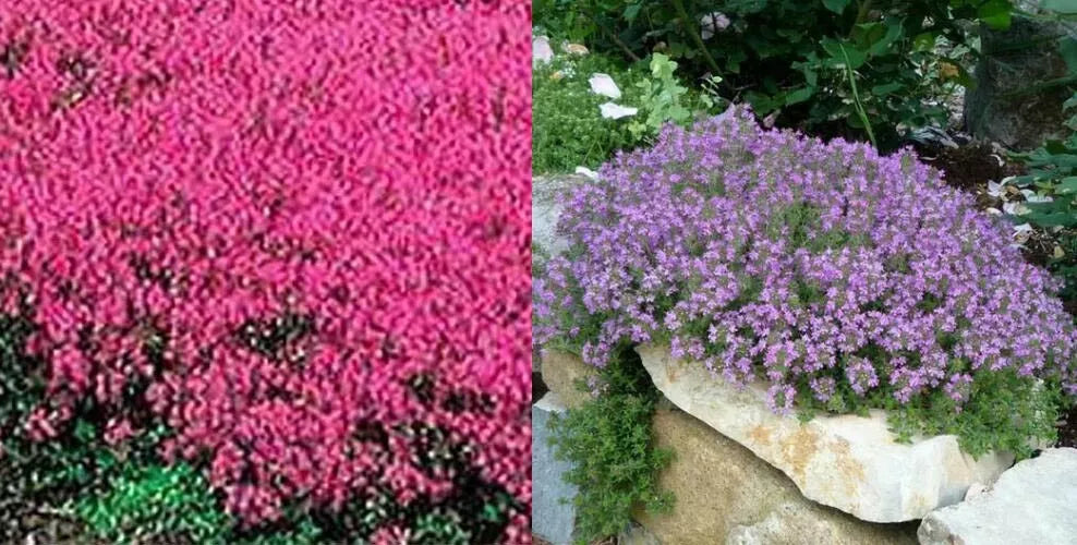 Creeping Thyme Seeds MIXED Red & Purple 500 Non-GMO Perennial Ground Cover Plants Thymus serpyllum