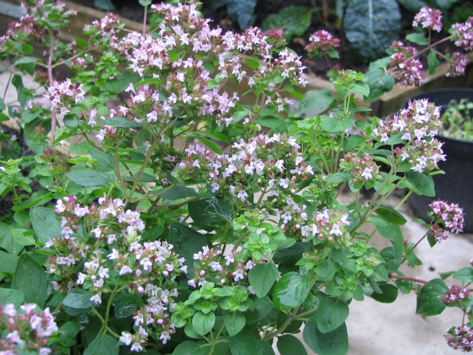 Oregano Greek Seeds 500 Pack - Origanum vulgare var. hirtum - Herb Garden Plant